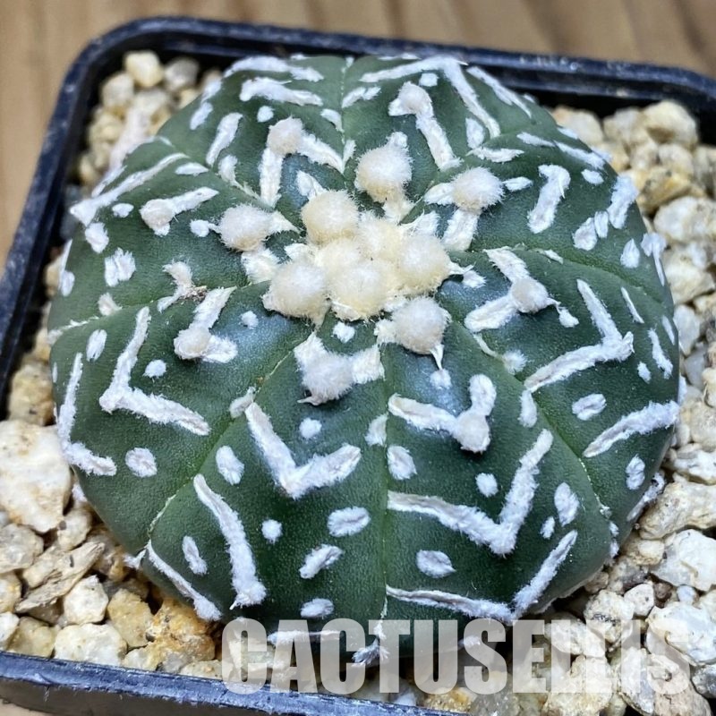 SH30383 Astrophytum asterias ‘Super Kabuto’ V-type f. nudum