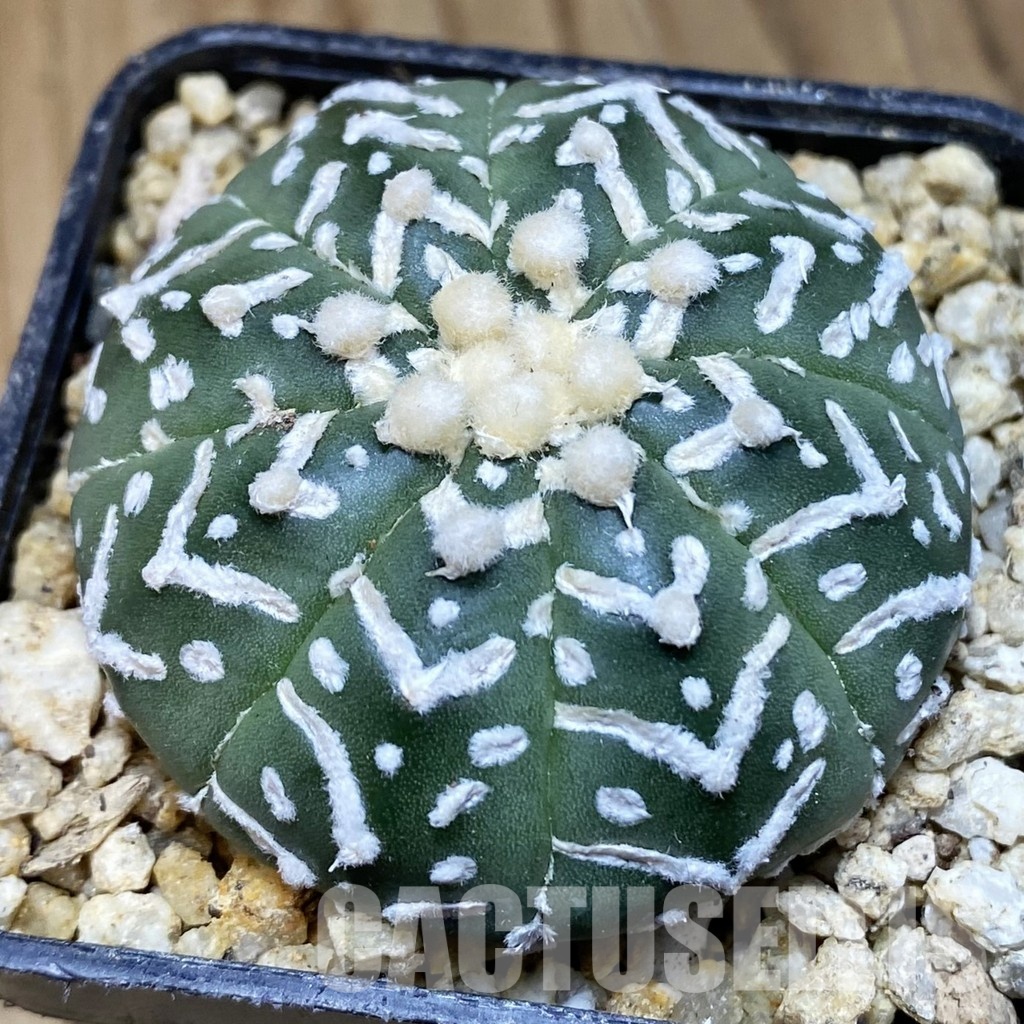 SH30383 Astrophytum asterias ‘Super Kabuto’ V-type f. nudum