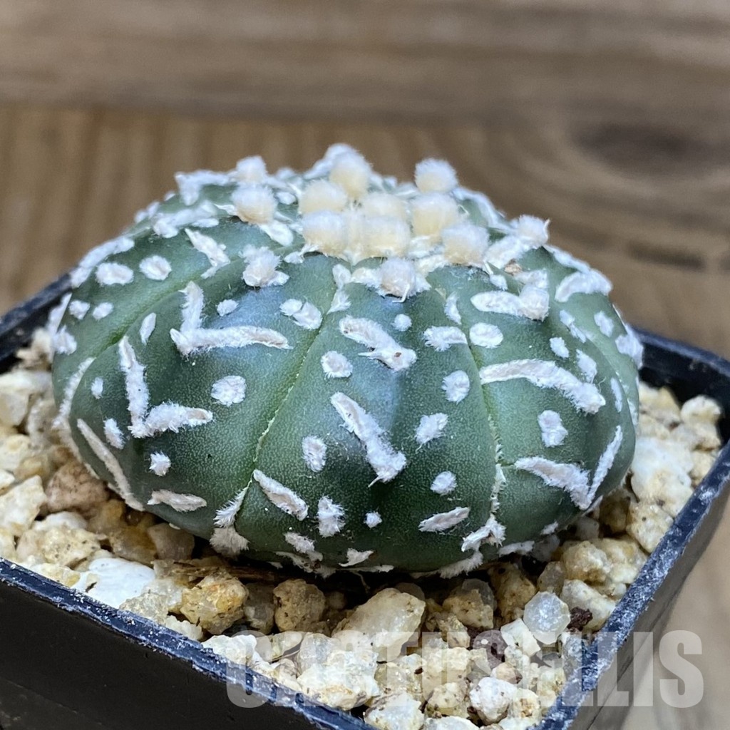 SH30383 Astrophytum asterias ‘Super Kabuto’ V-type f. nudum - immagine 2