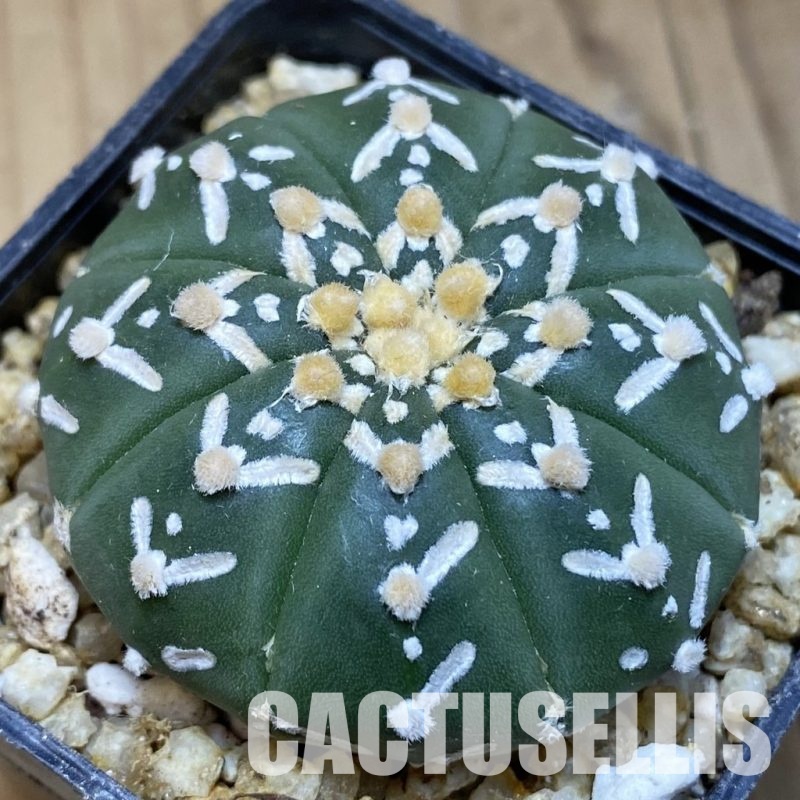 SH30384 Astrophytum asterias ‘Super Kabuto’ V-type f. nudum