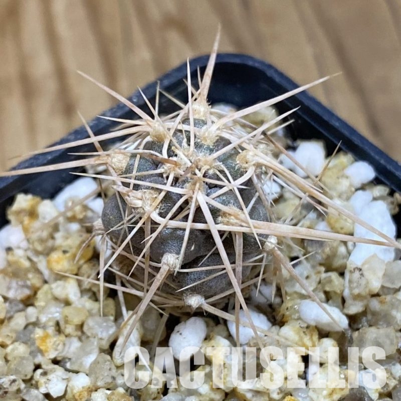 SH30570 Tephrocactus fiambalensis