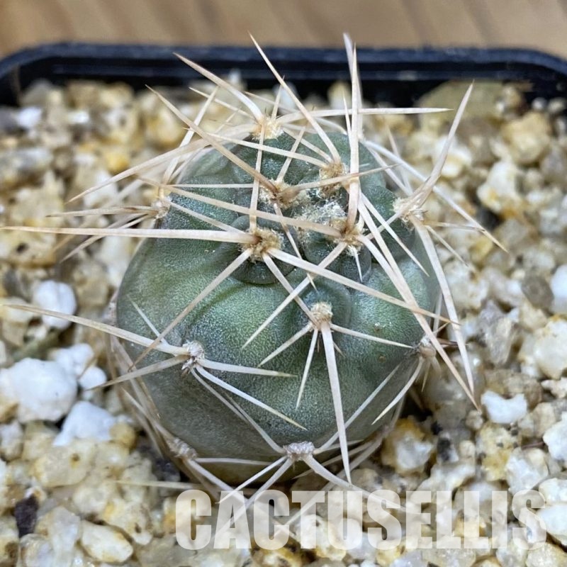SH30571 Tephrocactus fiambalensis