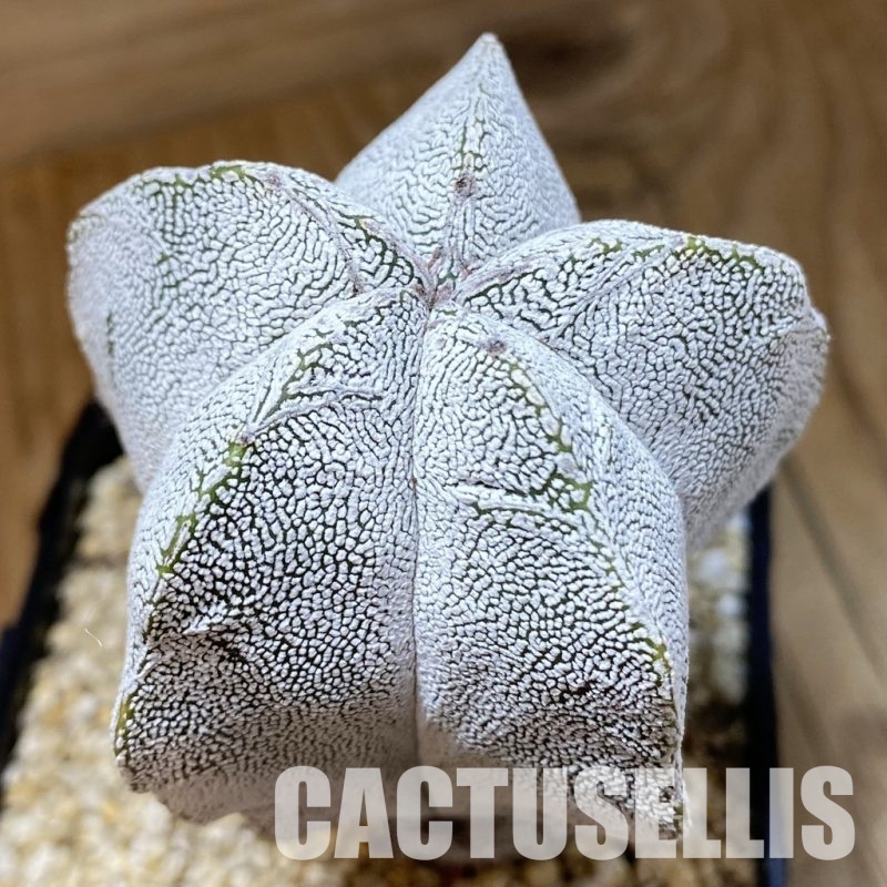 SH30574 Astrophytum myriostigma ‘Onzuka’ V-type