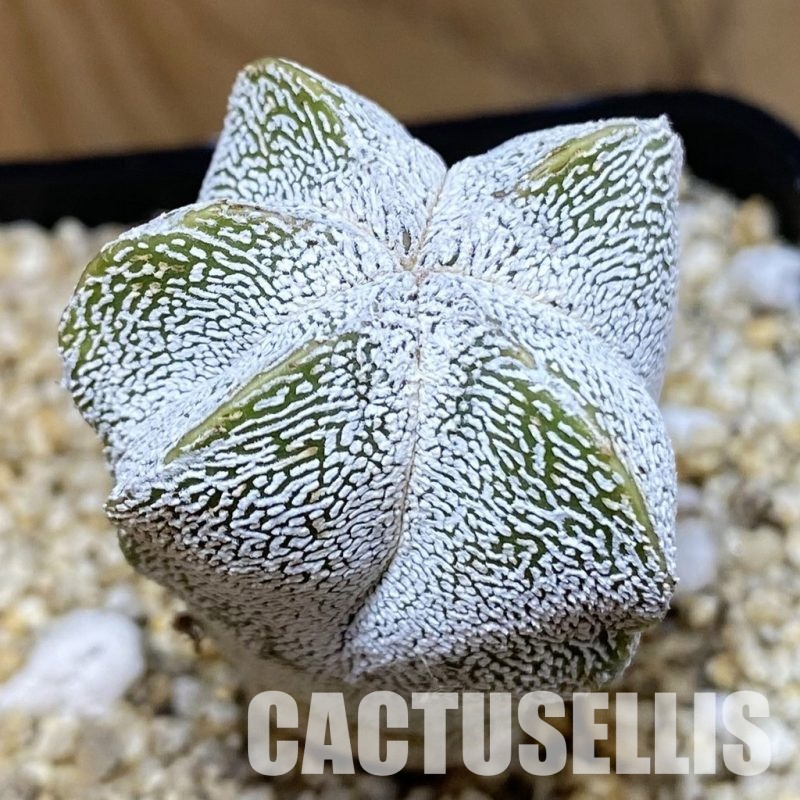 SH30575 Astrophytum myriostigma ‘Onzuka’