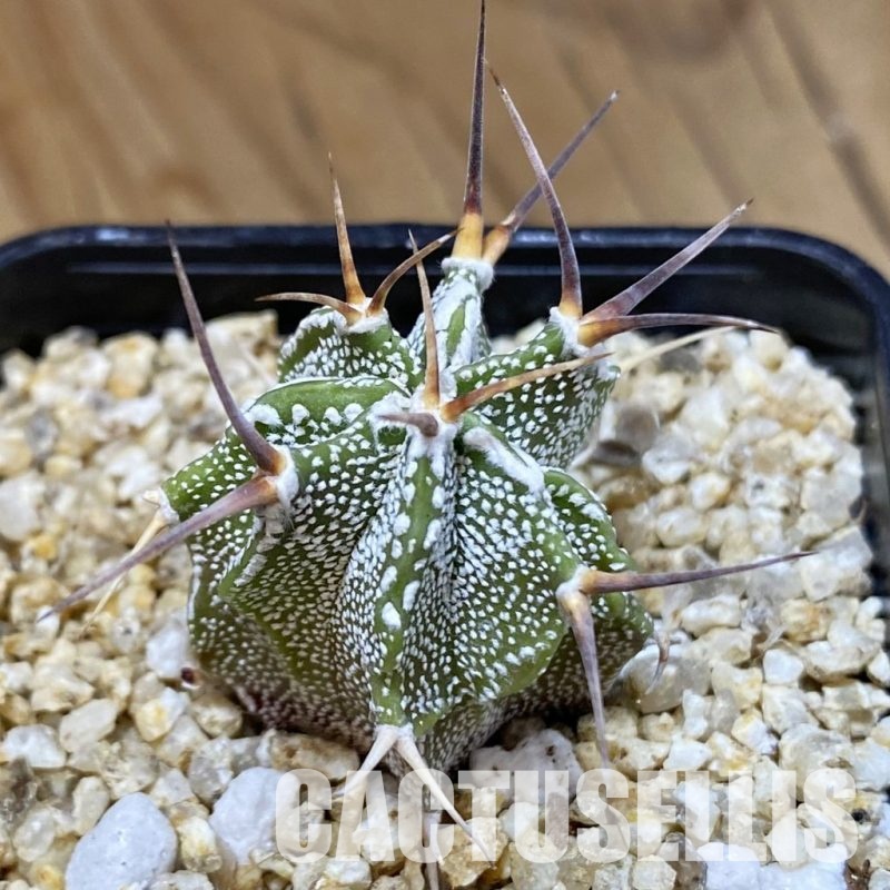 SH30577 Astrophytum ornatum hybrid