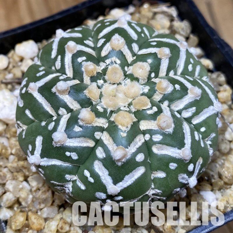 SH30578 Astrophytum asterias ‘Super Kabuto’ V-type f. nudum