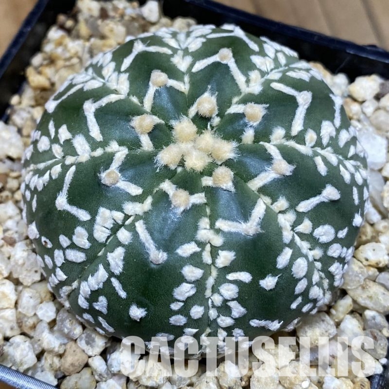 SH30579 Astrophytum asterias ‘Super Kabuto’ V-type f. nudum