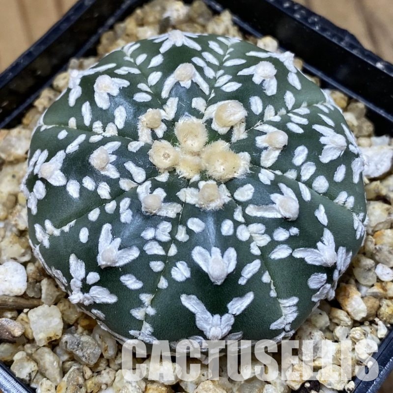 SH30580 Astrophytum asterias ‘Super Kabuto’ V-type f. nudum