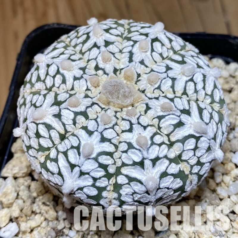 SH30581 Astrophytum asterias ‘Super Kabuto’’Snow’ V-type