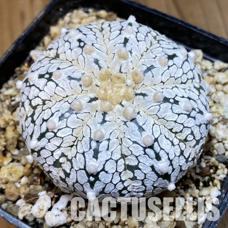 SH30582 Astrophytum asterias ‘Super Kabuto’’Snow’ V-type