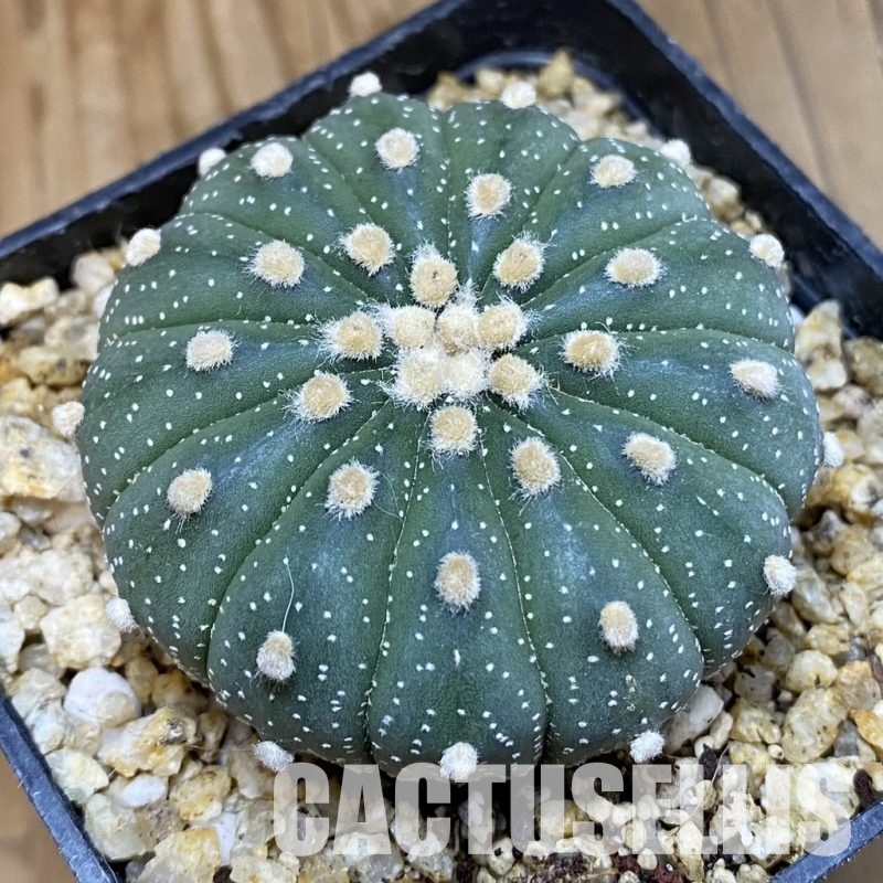 SH30583 Astrophytum asterias f. multicostatum