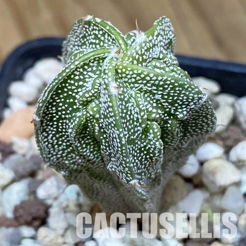 SH30584 Astrophytum myriostigma ‘Fukuryu’