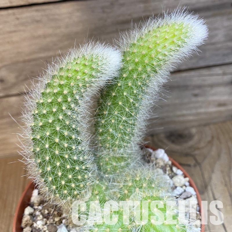 SH30542 Hildewintera colademononis