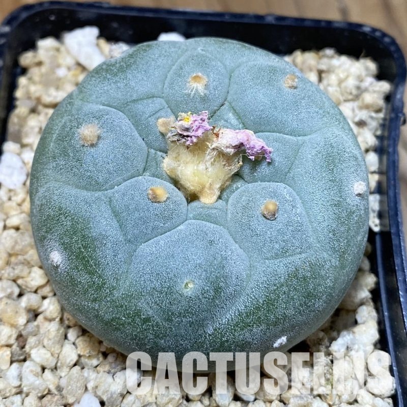 SH30585 Anhalonium frichii ‘Yatagai’, seedling, own roots