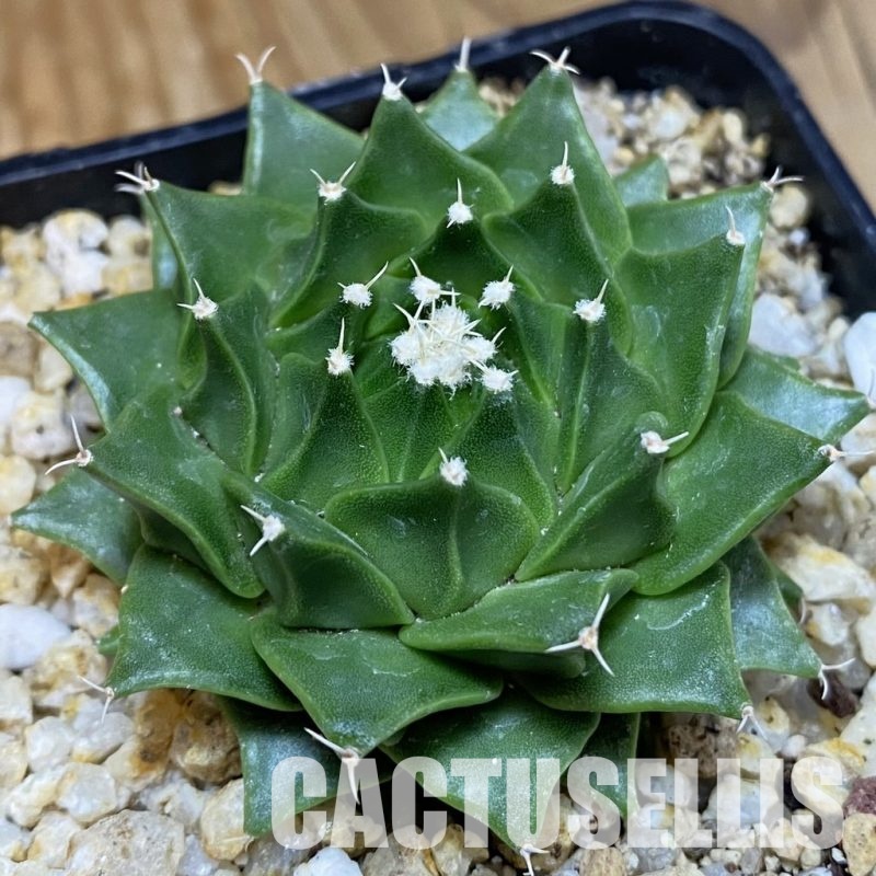 SH30586 Obregonia denegrii