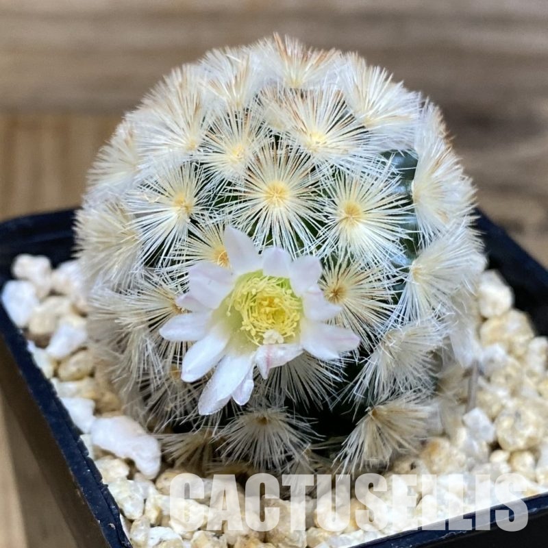 SH30588 Mammillaria carmenae hybrid