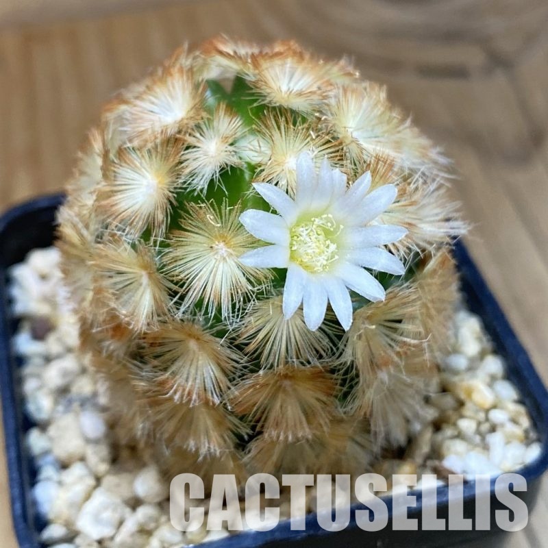 SH30589 Mammillaria carmenae hybrid