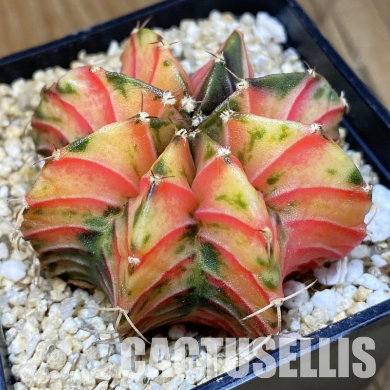 SH30590 Gymnocalycium friedrichii LB f. variegata, seedling