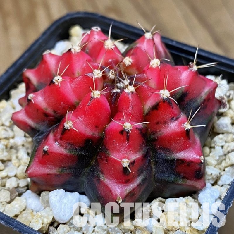 SH30591 Gymnocalycium mihanovichii 'Shocking Pink'