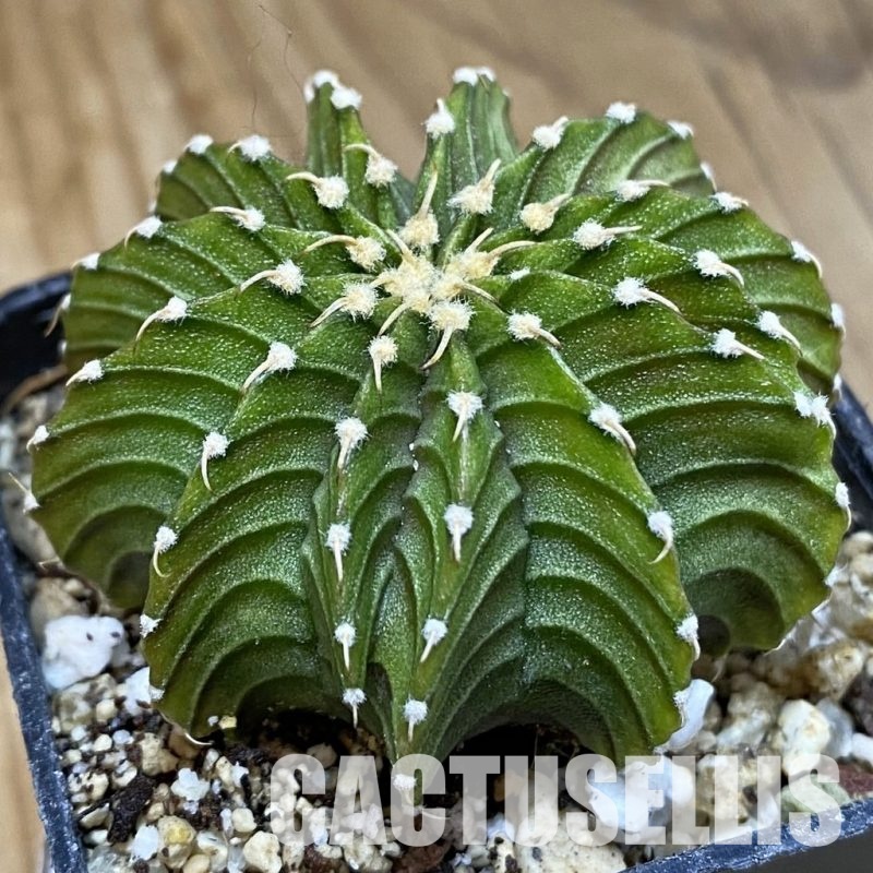 SH30592 Gymnocalycium friedrichii LB ‘Lime Green’