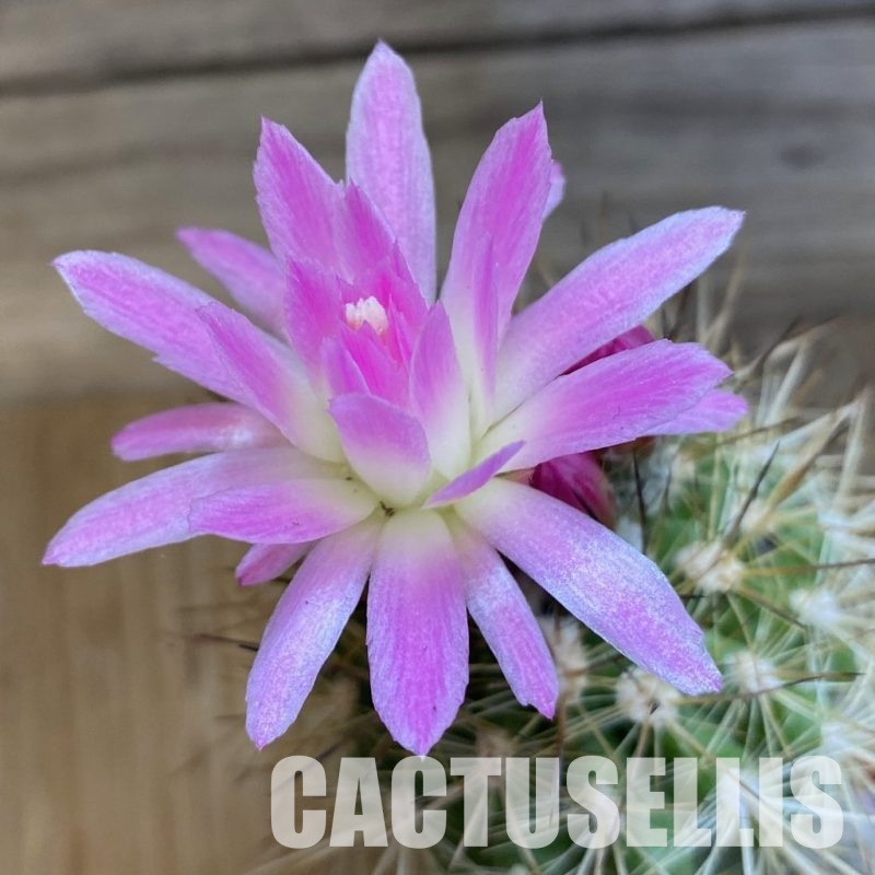 SH30593 Neoporteria nidus KK 1432