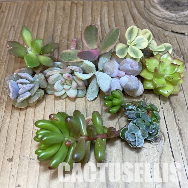 SH30594 Succulents mix, cuted