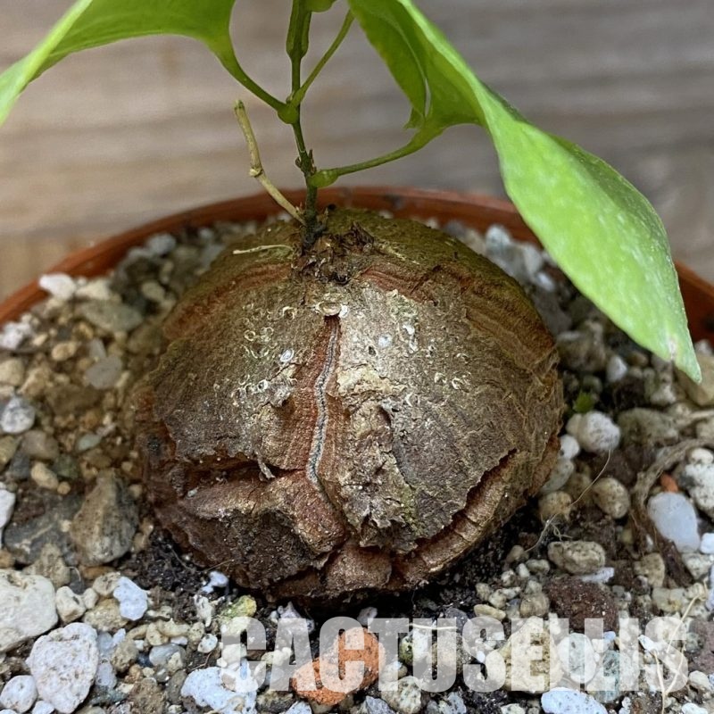 SH30538 Dioscorea elephantipes