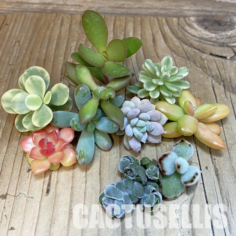 SH30595 Succulents mix, cuted