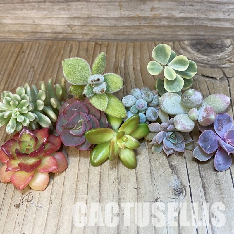 SH30596 Succulents mix, cuted