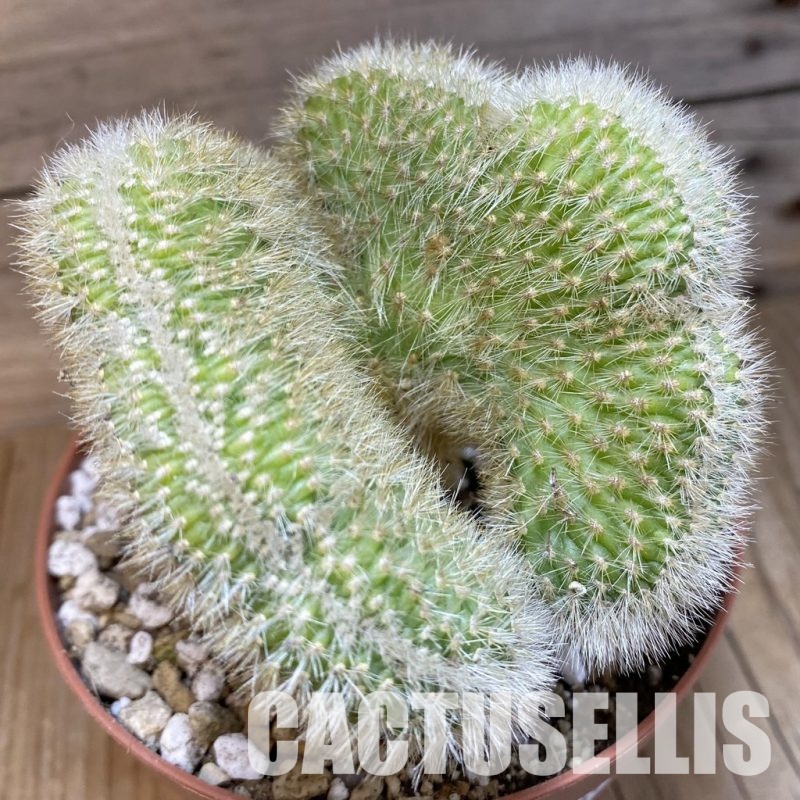 SH30544 Cleistocactus winteri f. cristata