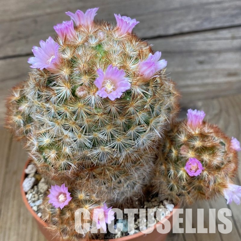 SH30545 Mammillaria carmenae v. rubrispina