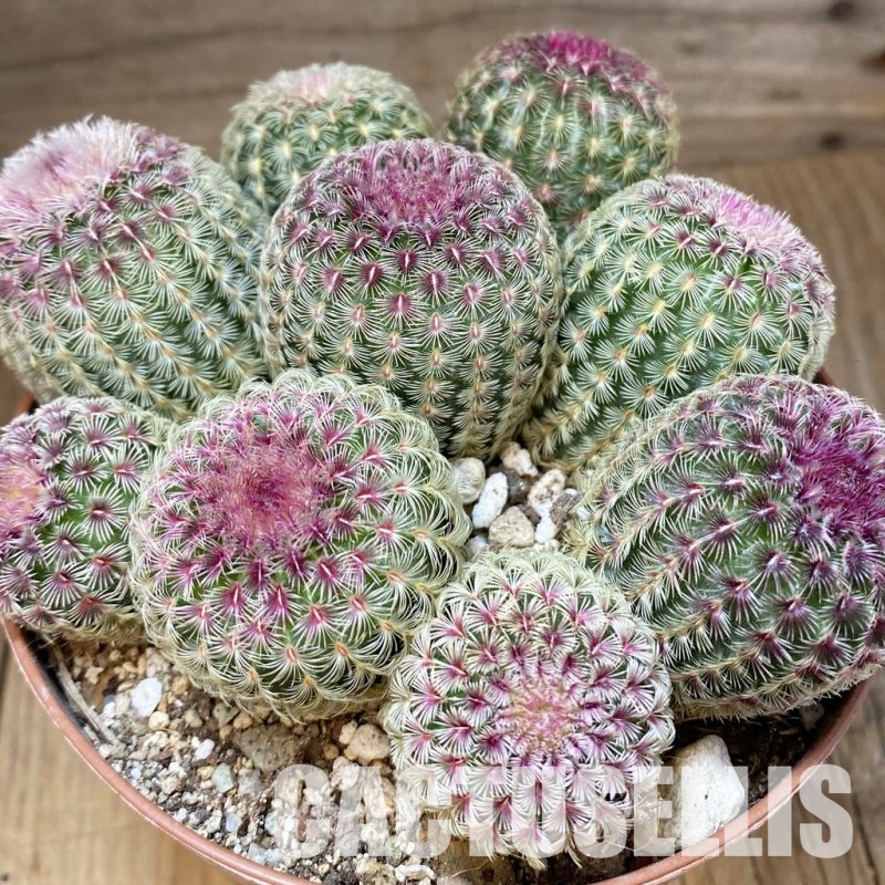 SH30546 Echinocereus rigidissimus v. rubispinus