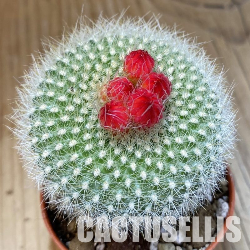SH30549 Notocactus haselbergii