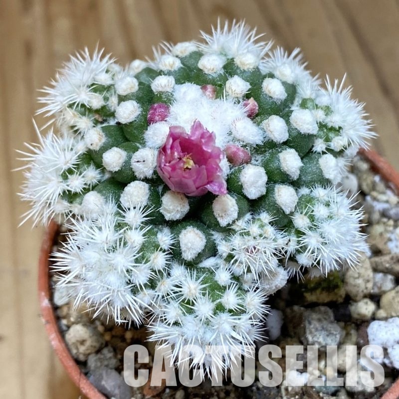 SH30550 Mammillaria gracilis