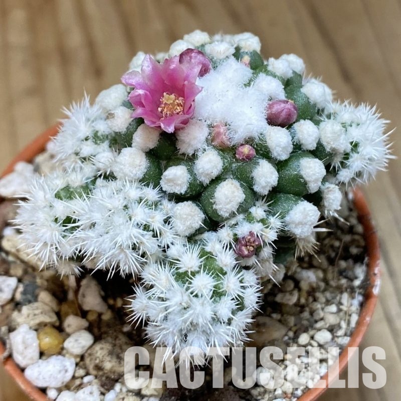 SH30551 Mammillaria gracilis