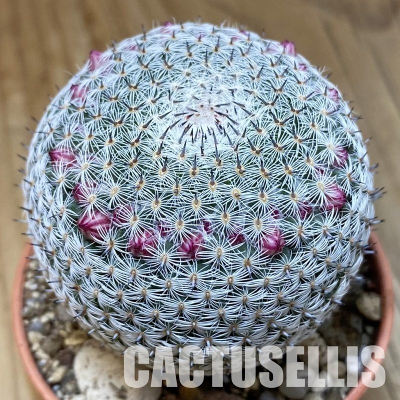 SH30552 Mammillaria microthele v. superfina
