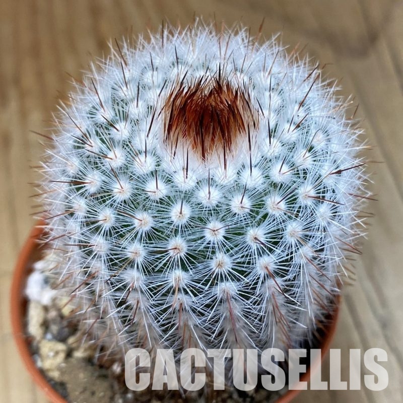 SH30553 Notocactus scopa