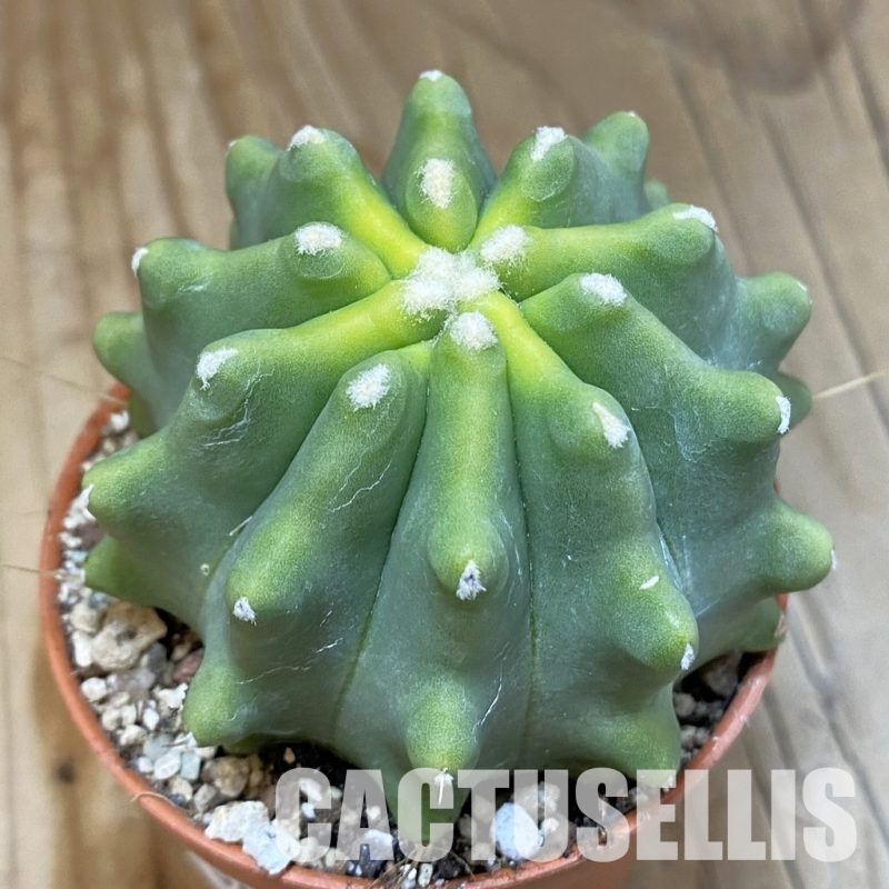 SH30555 Ferocactus glaucescens f. inermis