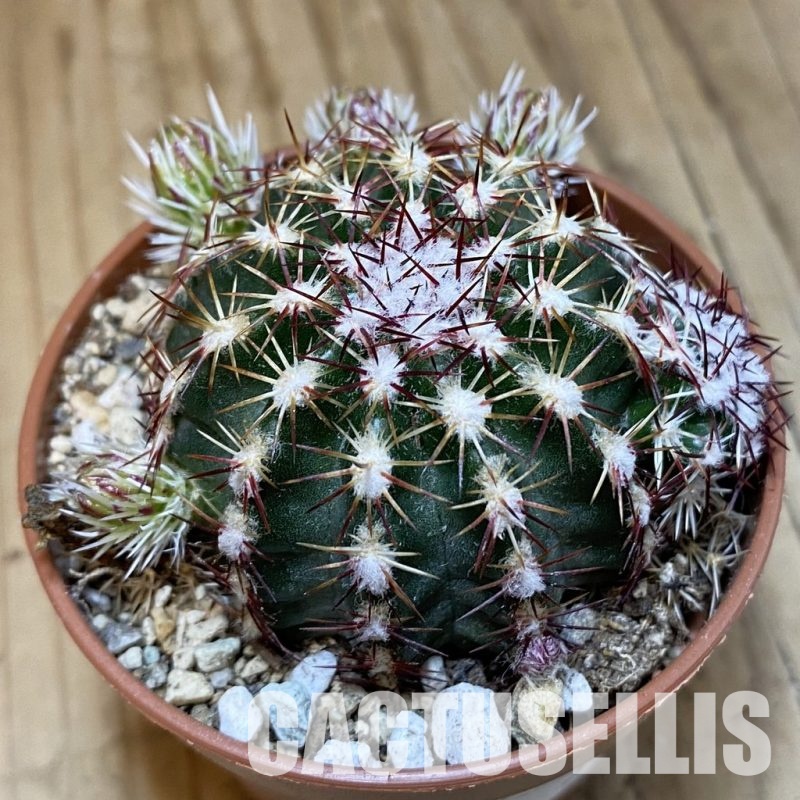 SH30556 Echinocereus viridiflorus