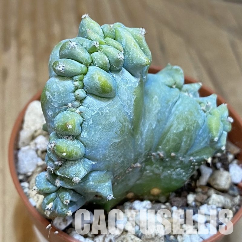 SH30557 Myrtillocactus geometrizans f. cristata