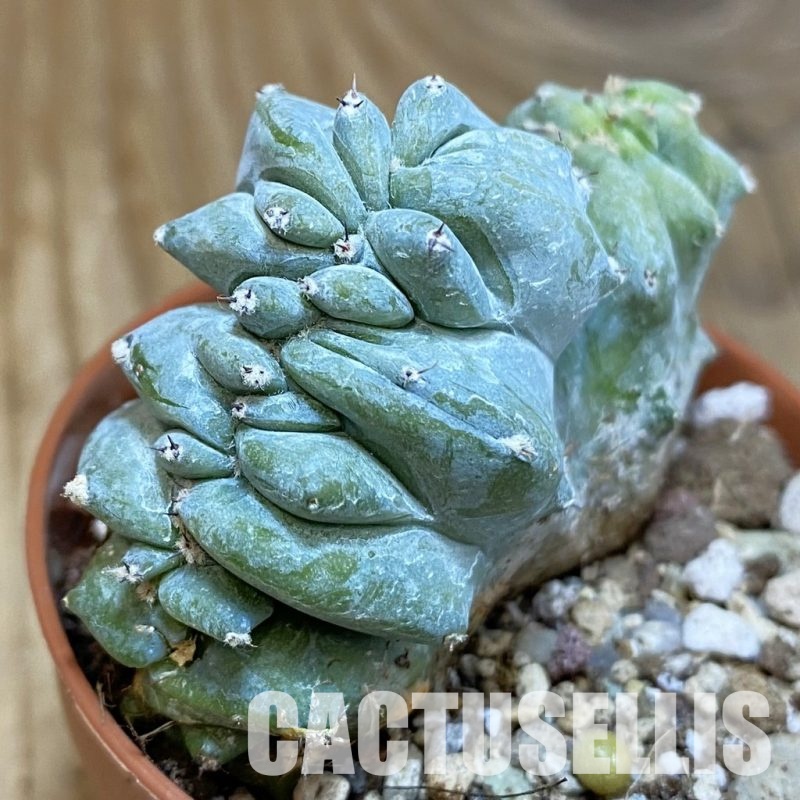 SH30558 Myrtillocactus geometrizans f. cristata