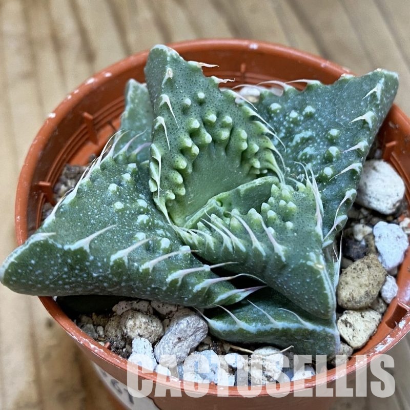 SH30561 Faucaria tuberculosa