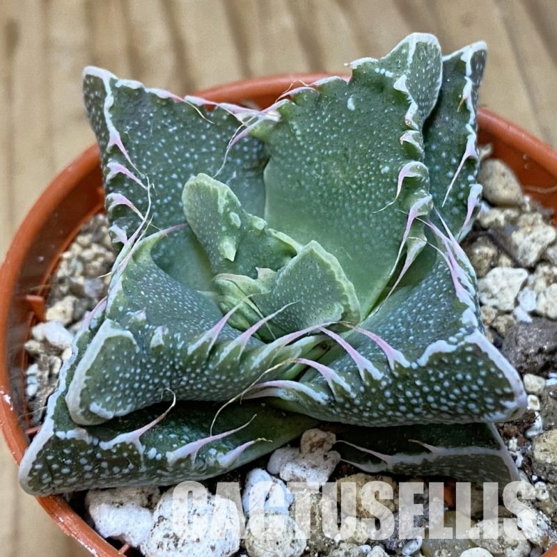SH30562 Faucaria tuberculosa