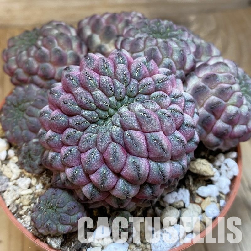 SH30563 Sulcorebutia rauschii
