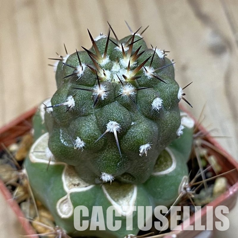 SH30564 Copiapoa cinerea PL 139 A, grafted