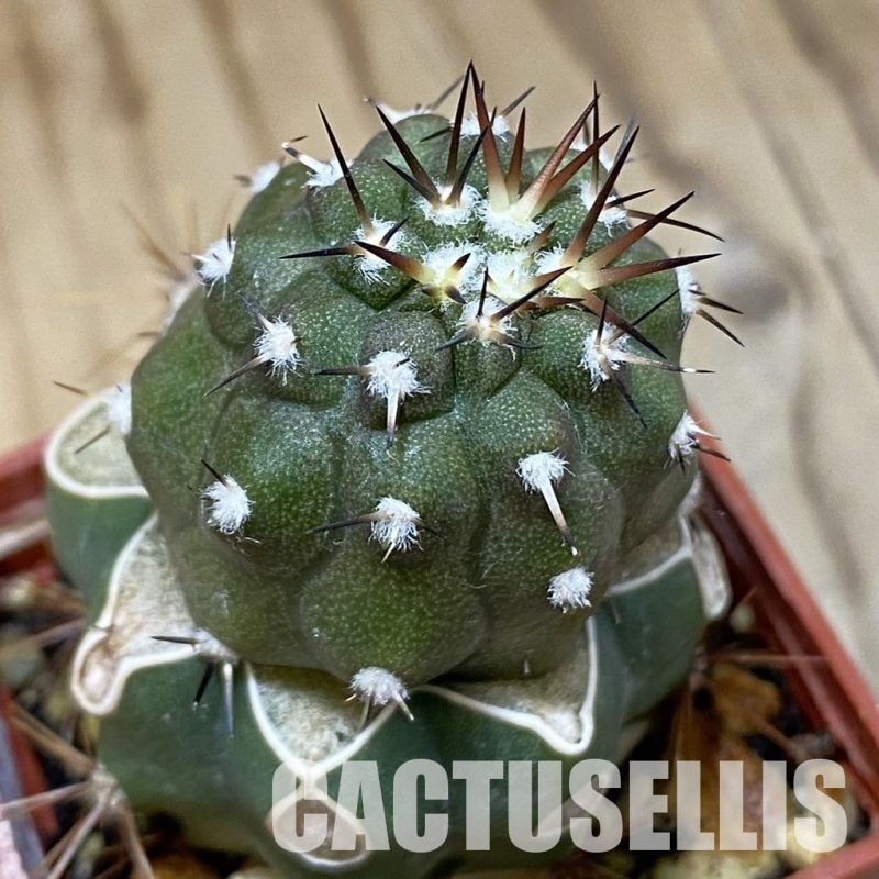 SH30566 Copiapoa cinerea PL 139 A, grafted