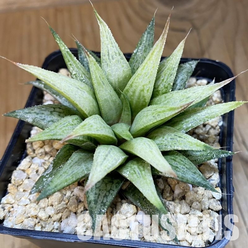 SH30679 Haworthia ‘Metallica’