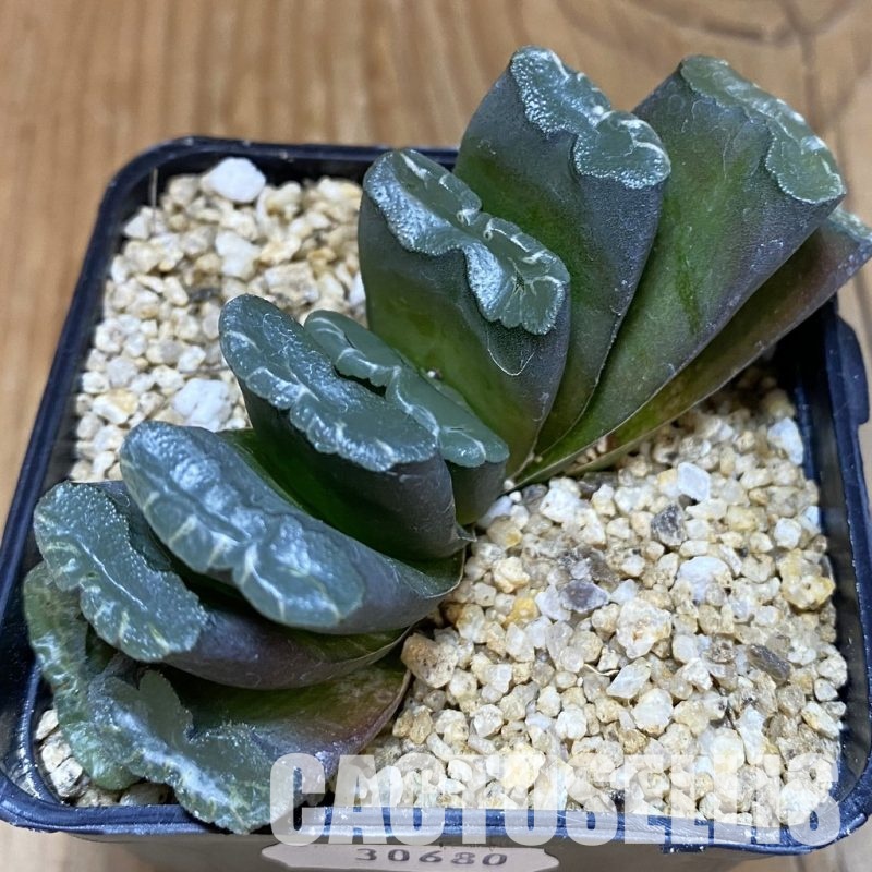 SH30680 Haworthia truncata