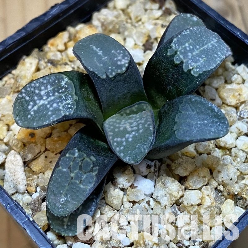 SH30681 Haworthia groenewaldii