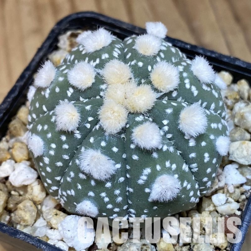 SH30649 Astrophytum asterias ‘Ooibo’